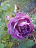 Huddersfield Choral Society rose photo