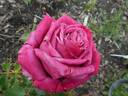 Fabulous rose photo