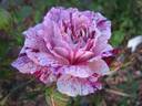 Purple Tiger rose photo