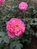 True Inspiration rose photo
