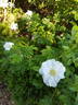 Henry Hudson rose photo