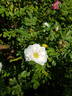 Henry Hudson rose photo