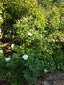 Henry Hudson rose photo