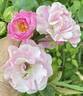 Thousand Beauties rose photo