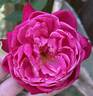Florida Rose rose photo