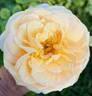 Royal Gold rose photo