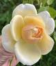 Royal Gold rose photo