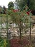 Blaze Improved rose photo