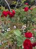 Blaze Improved rose photo