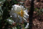 Claire Jacquier rose photo