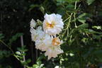Claire Jacquier rose photo