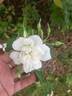 <i>Rosa moschata</i> var. <i>nastarana</i> - in commerce as rose photo