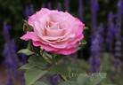 Our Amanda rose photo