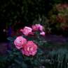 Our Amanda rose photo
