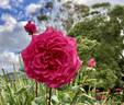 Olde Fragrance rose photo