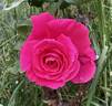 Olde Fragrance rose photo