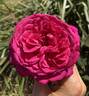 Olde Fragrance rose photo