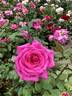 Olde Fragrance rose photo