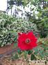R. holodonta rose photo