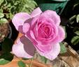 Perfume Perfection rose photo