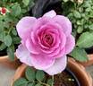 Perfume Perfection rose photo