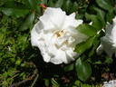 Marie Bugnet rose photo