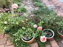 Heinrich Wendland rose photo