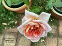 Heinrich Wendland rose photo