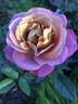 Kaleidoscope rose photo