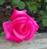 Hot Lady rose photo