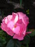 Mme Thérèse Meyer rose photo