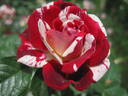 Hurdy Gurdy rose photo