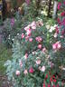 Hurdy Gurdy rose photo