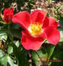 Eye Paint ® rose photo