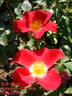 Eye Paint ® rose photo