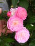Walferdange rose photo