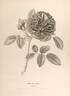 Comte de Paris rose photo