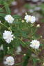 Francine Austin rose photo