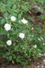 Francine Austin rose photo