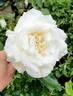 Snow Queen rose photo