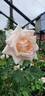 Priceless Pearl rose photo