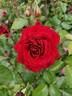 Jazz rose photo