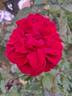 Jazz rose photo