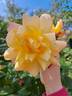 Sutter's Gold, Cl. rose photo