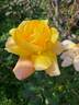 Sutter's Gold, Cl. rose photo