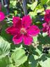 John Howells clematis photo
