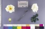 Gardenia rose photo