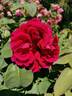 Eugène Fürst rose photo