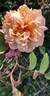 AMCXLEL rose photo