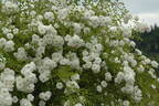 White Dorothy Perkins rose photo
